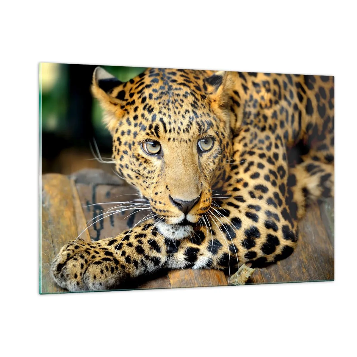 Cuadro sobre vidrio - Impresiones sobre Vidrio - Leopardo descansando sobre una superficie de madera - 120x80cm - No tengas miedo, vamos - Decoración de pared moderna para salón y dormitorio ARTTOR