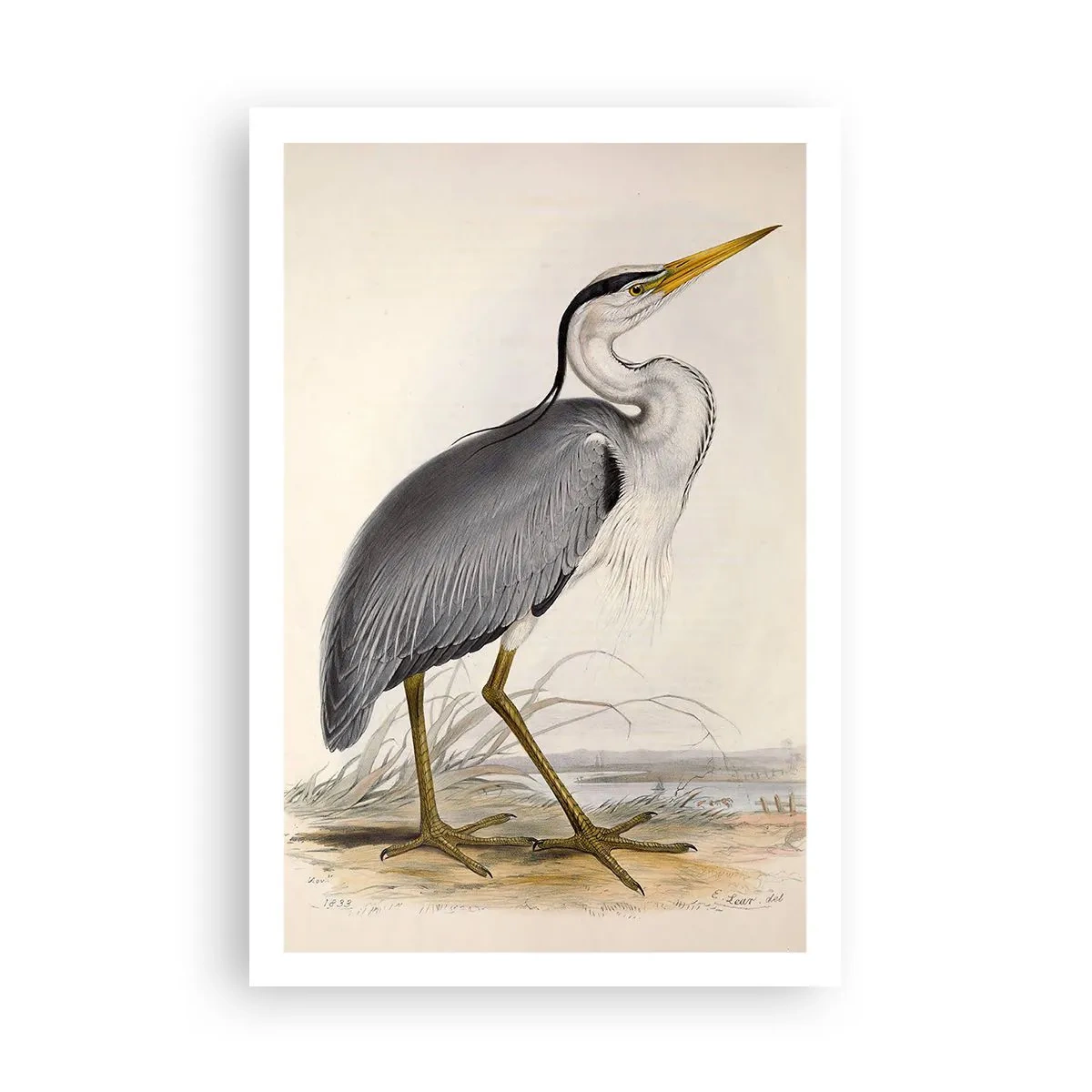 Póster - Encanto de garza - 61x91 cm