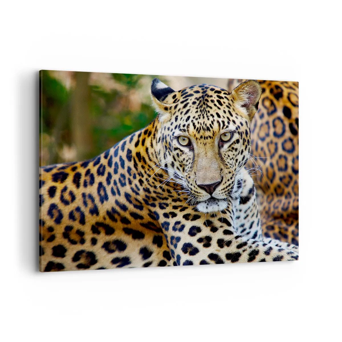 Cuadro sobre lienzo - Impresión de Imagen - Jaguar descansando en un entorno natural con fondo verde. - 100x70cm - Salvaje y tranquilo - Decoración de pared moderna para salón y dormitorio ARTTOR
