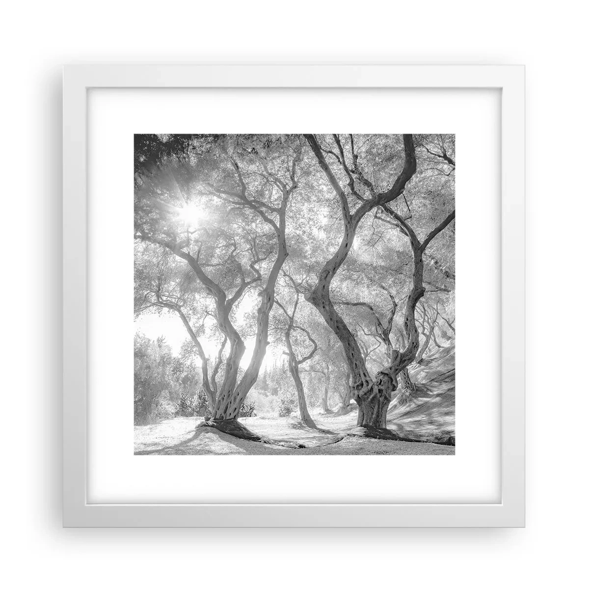 Póster en marco blanco - En un olivar - 30x30 cm