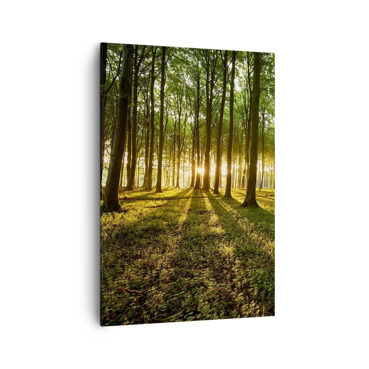 Cuadro sobre lienzo - Impresión de Imagen - El sol poniente en el bosque caducifolio - 70x100cm - Una fotografía de todos los manantiales - Decoración de pared moderna para salón y dormitorio ARTTOR