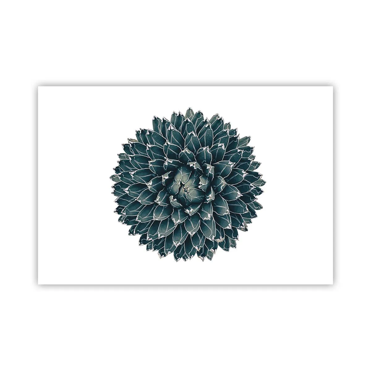 Póster - Estrella del desierto - 91x61 cm