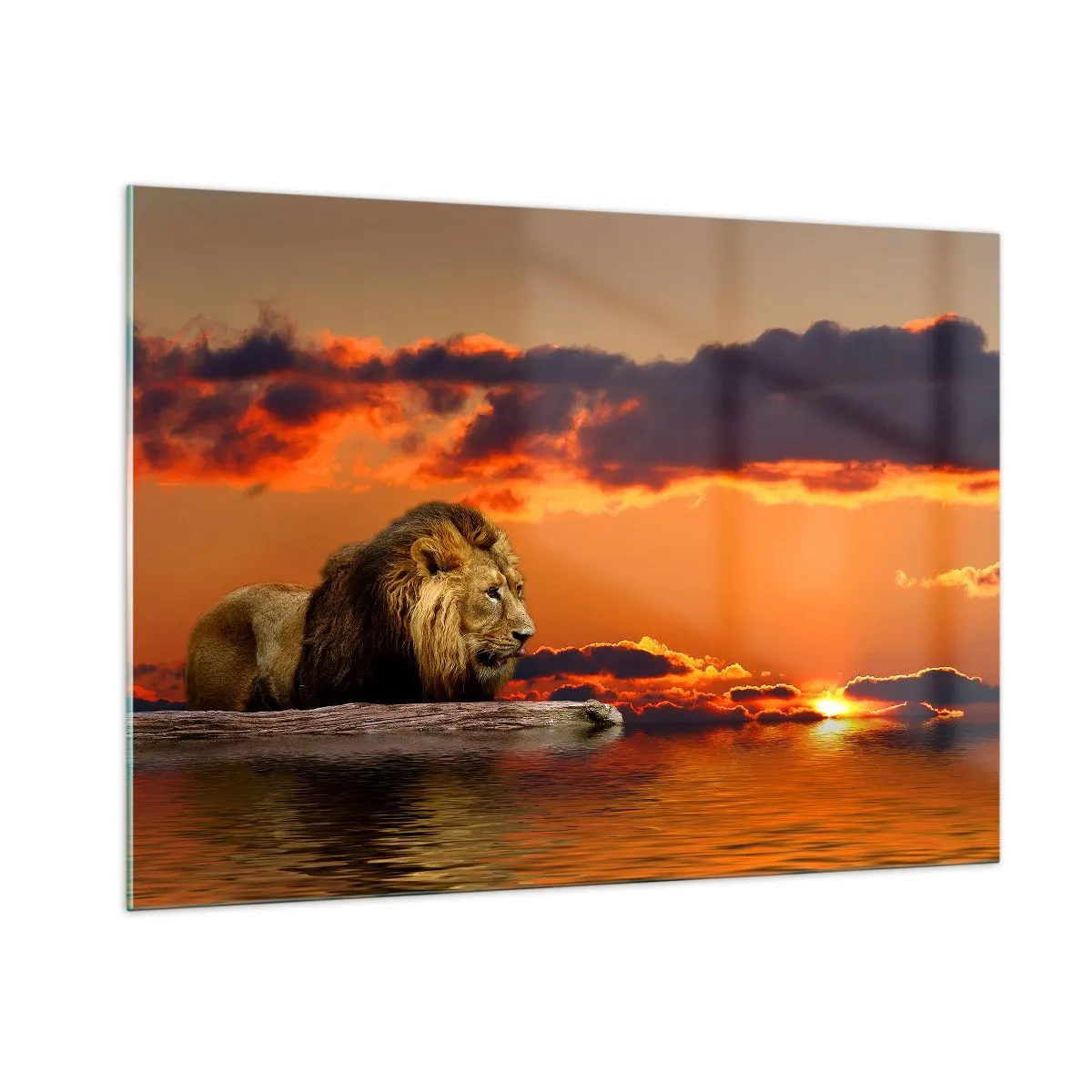 Cuadro sobre vidrio - Impresiones sobre Vidrio - Un león con el sol poniente como telón de fondo - 100x70cm - Rey de la naturaleza - Decoración de pared moderna para salón y dormitorio ARTTOR