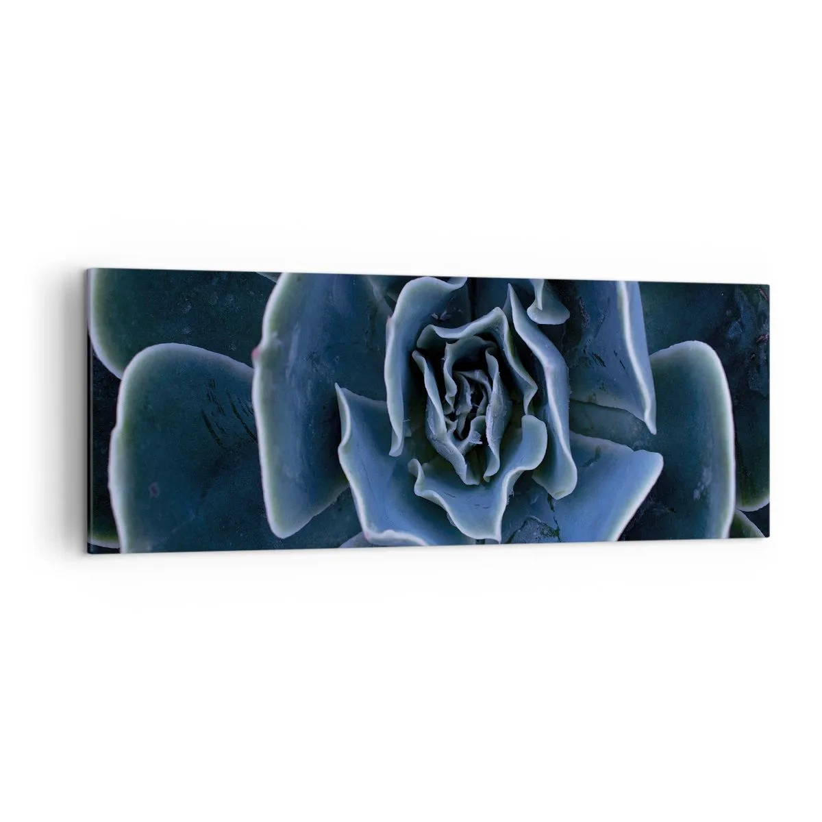 Cuadro sobre lienzo - Impresión de Imagen - Primer plano de una roseta suculenta verde - 140x50cm - Flor del desierto - Decoración de pared moderna para salón y dormitorio ARTTOR