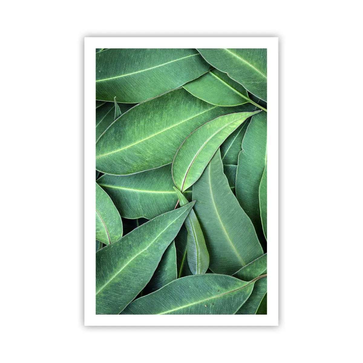 Póster - Jugosidad y frescura - 61x91 cm