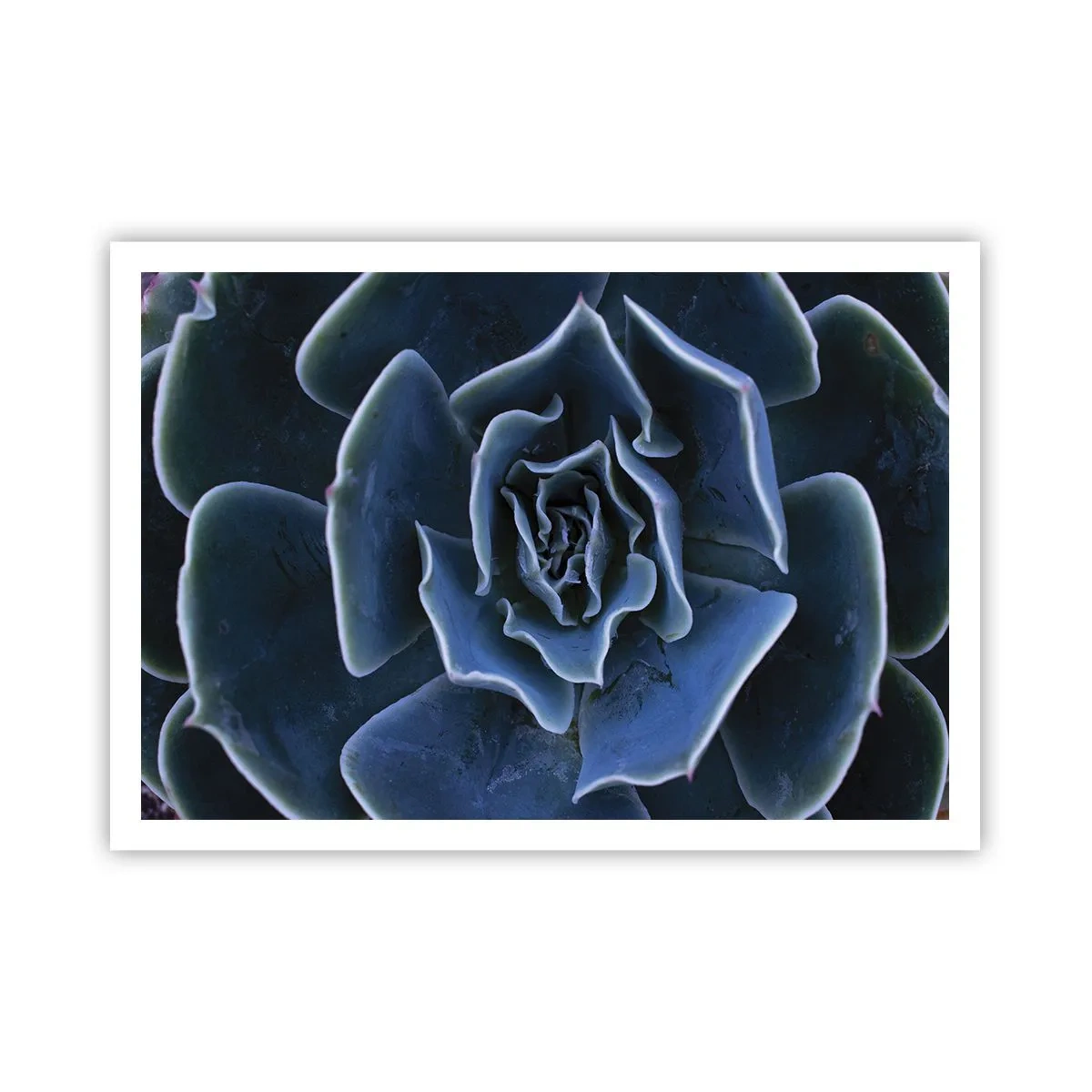 Póster - Primer plano de una roseta suculenta verde - 100x70cm - Flor del desierto - Decoración de pared moderna para salón y dormitorio ARTTOR