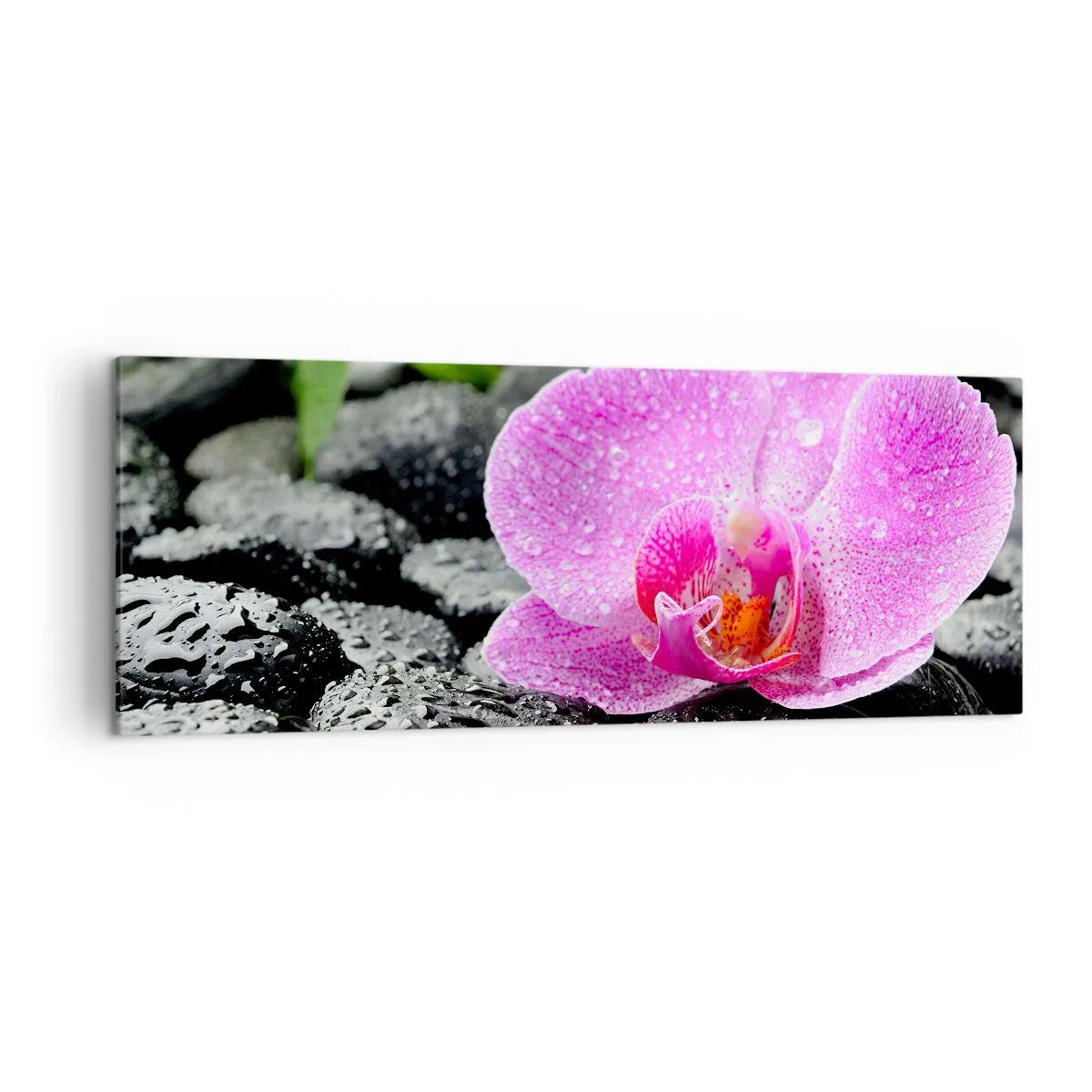 Cuadro sobre lienzo - Impresión de Imagen - Orquídea rosa sobre piedras negras mojadas con hojas verdes - 140x50cm - Como un corazón abierto - Decoración de pared moderna para salón y dormitorio ARTTOR