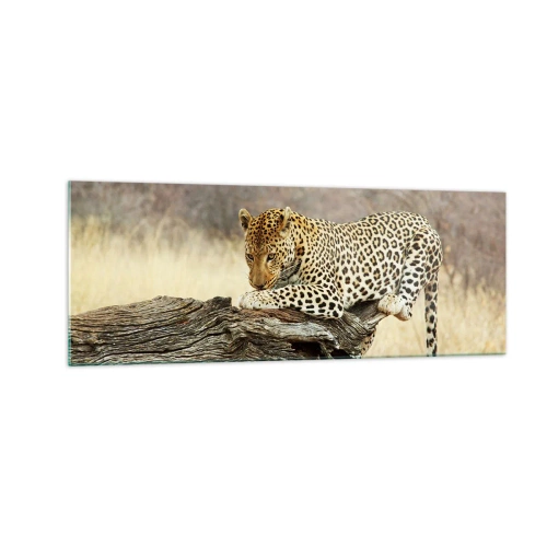 Cuadro sobre vidrio - Impresiones sobre Vidrio - Un leopardo descansando en el tronco de un árbol en la sabana. - 140x50cm - Voy por mi cuenta - Decoración de pared moderna para salón y dormitorio ARTTOR