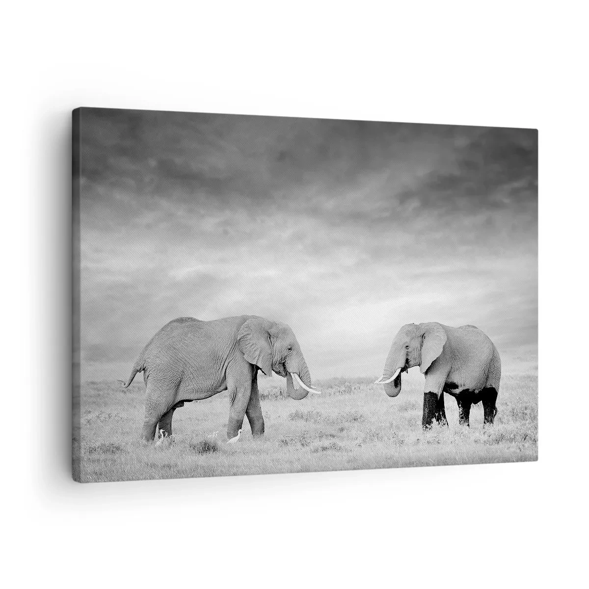 Cuadro sobre lienzo - Impresión de Imagen - Dos elefantes con la sabana africana como telón de fondo - 70x50cm - El gris es hermoso - Decoración de pared moderna para salón y dormitorio ARTTOR