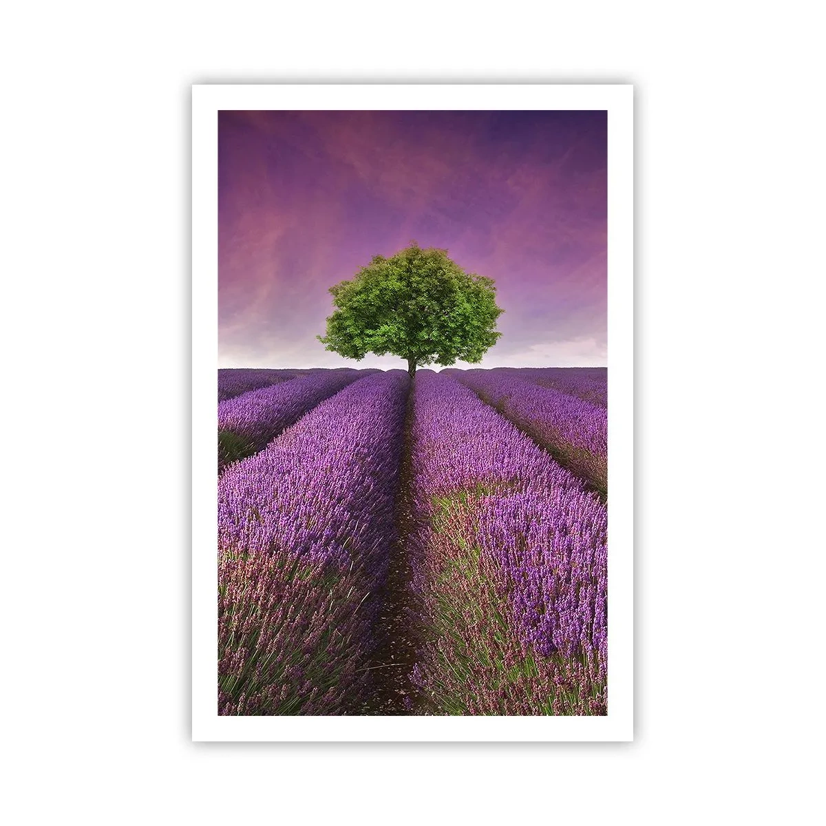 Póster - En los campos de lavanda - 61x91 cm