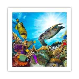 Póster - Paseo del coral - 50x50 cm