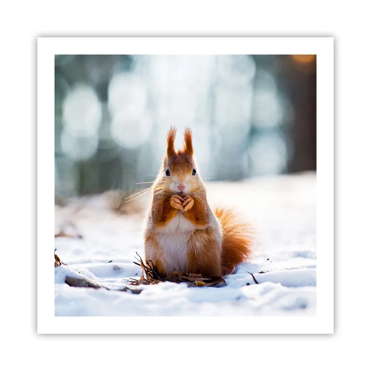 Póster - ¿Qué estás mirando? - 60x60 cm