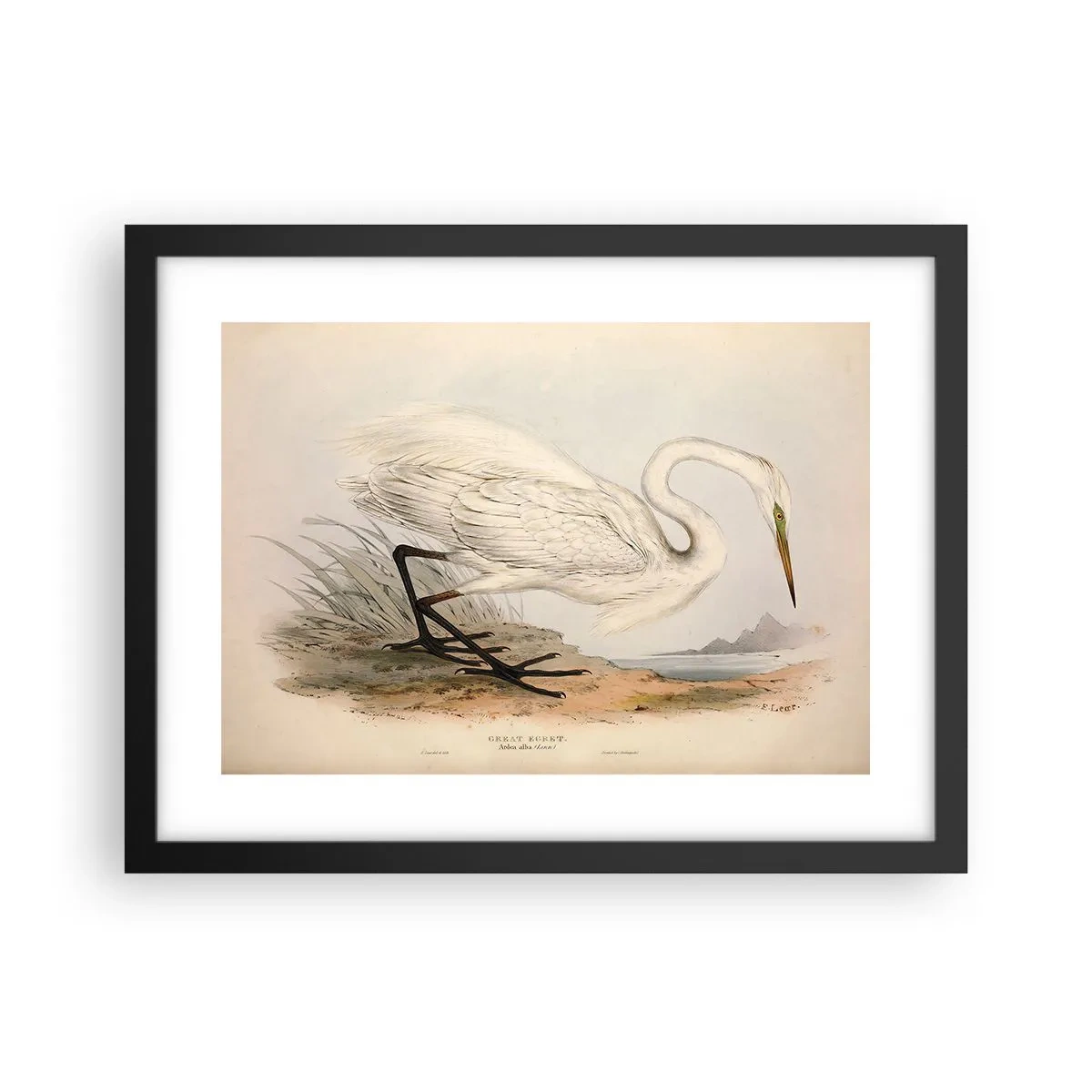 Póster en marco negro - Dama de los juncos - 40x30 cm
