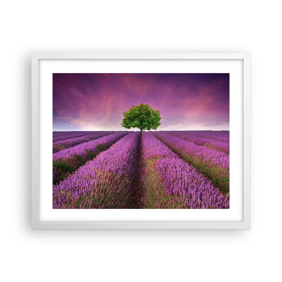 Póster en marco blanco - En los campos de lavanda - 50x40 cm