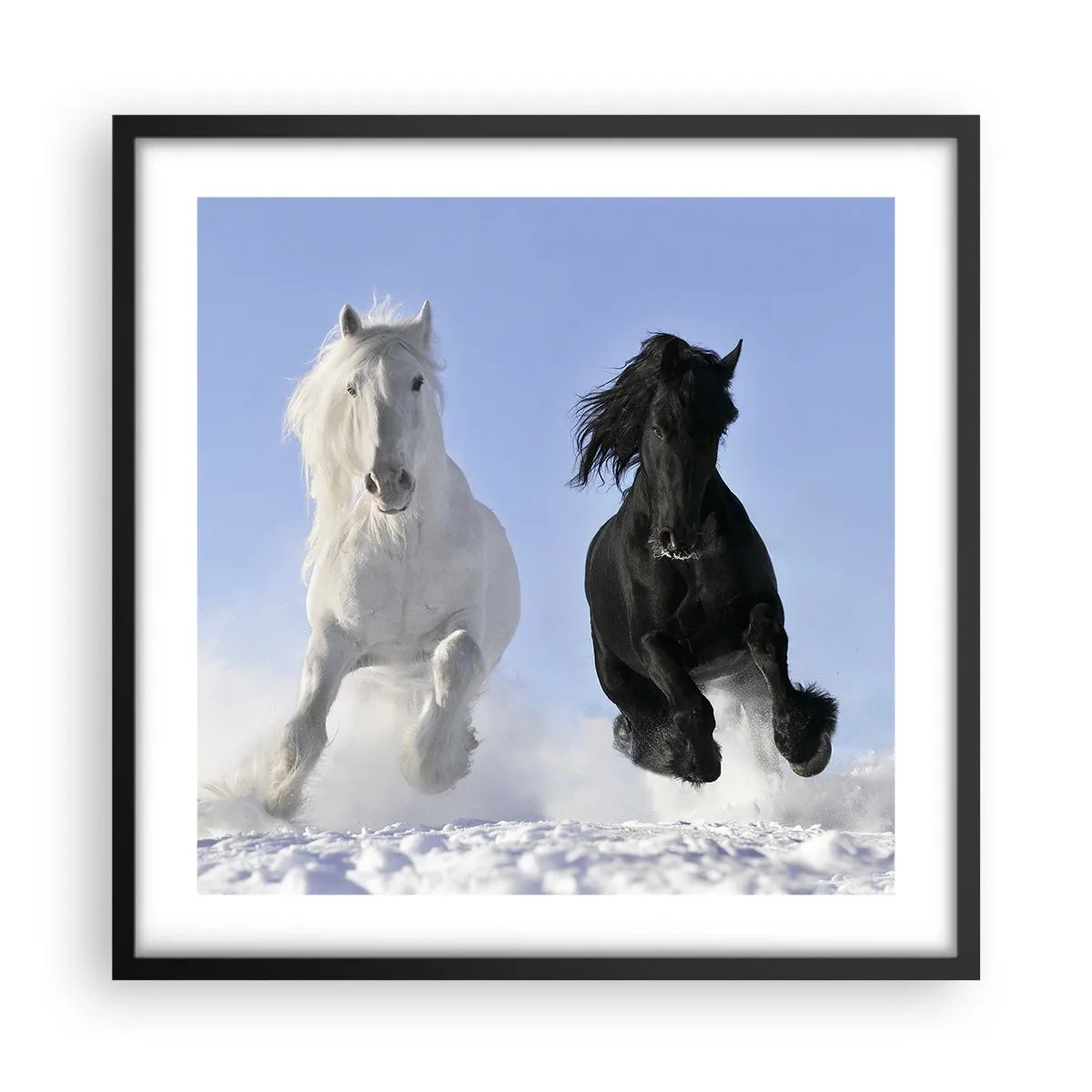 Póster en marco negro - Galope blanco y negro - 50x50 cm