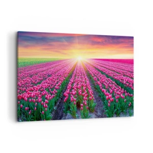 Cuadro sobre lienzo - Impresión de Imagen - Un campo de tulipanes al atardecer - 100x70cm - Granja de belleza - Decoración de pared moderna para salón y dormitorio ARTTOR