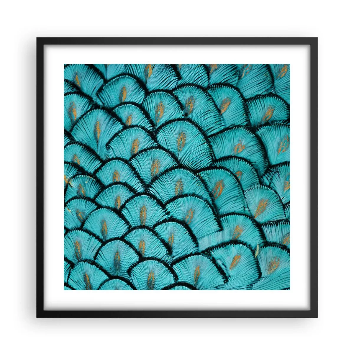 Póster en marco negro - La gran gala de las plumas - 50x50 cm