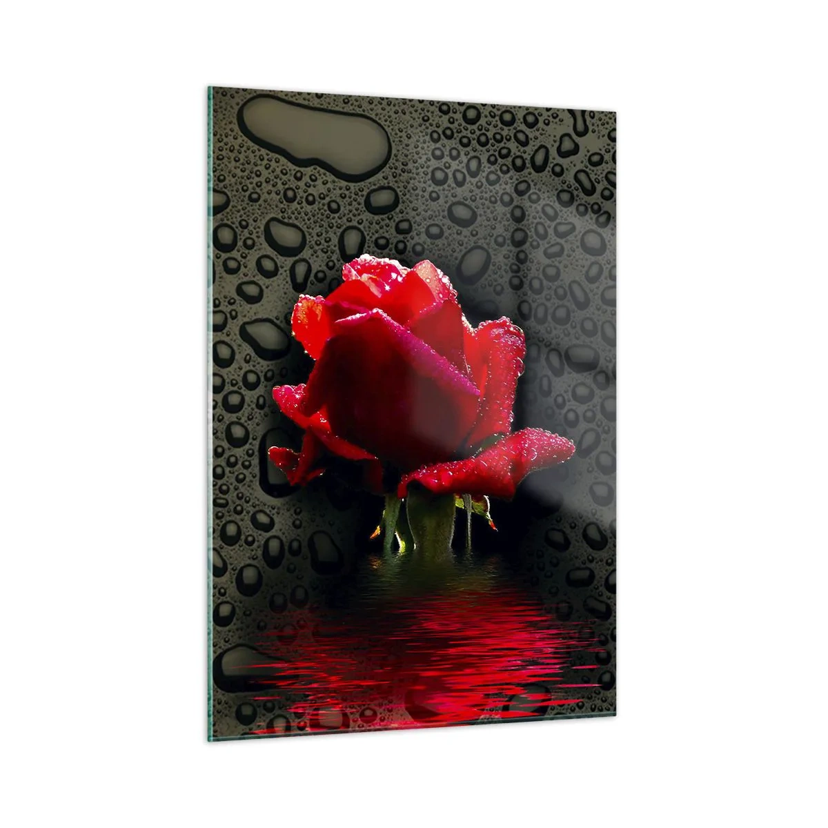 Cuadro sobre vidrio - Impresiones sobre Vidrio - Rosa roja con gotas de agua sobre un fondo oscuro - 50x70cm - Rojo y negro - Decoración de pared moderna para salón y dormitorio ARTTOR