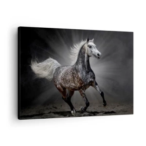 Cuadro sobre lienzo - Impresión de Imagen - Un caballo blanco galopando sobre un fondo oscuro. - 70x50cm - El gris es hermoso - Decoración de pared moderna para salón y dormitorio ARTTOR