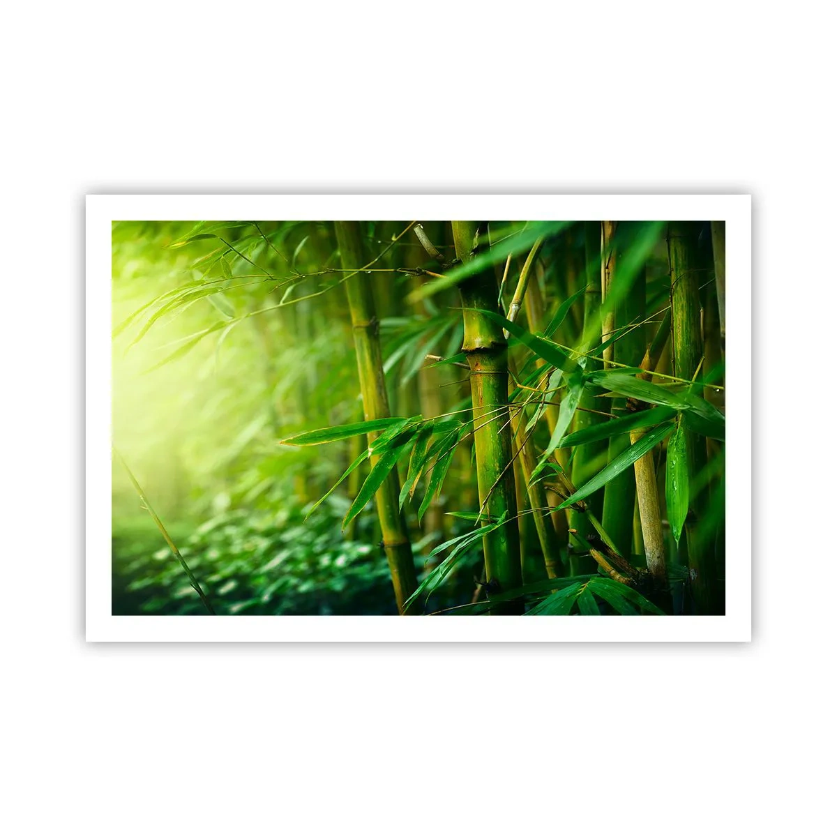 Póster - Conocer el propio verdor - 91x61 cm