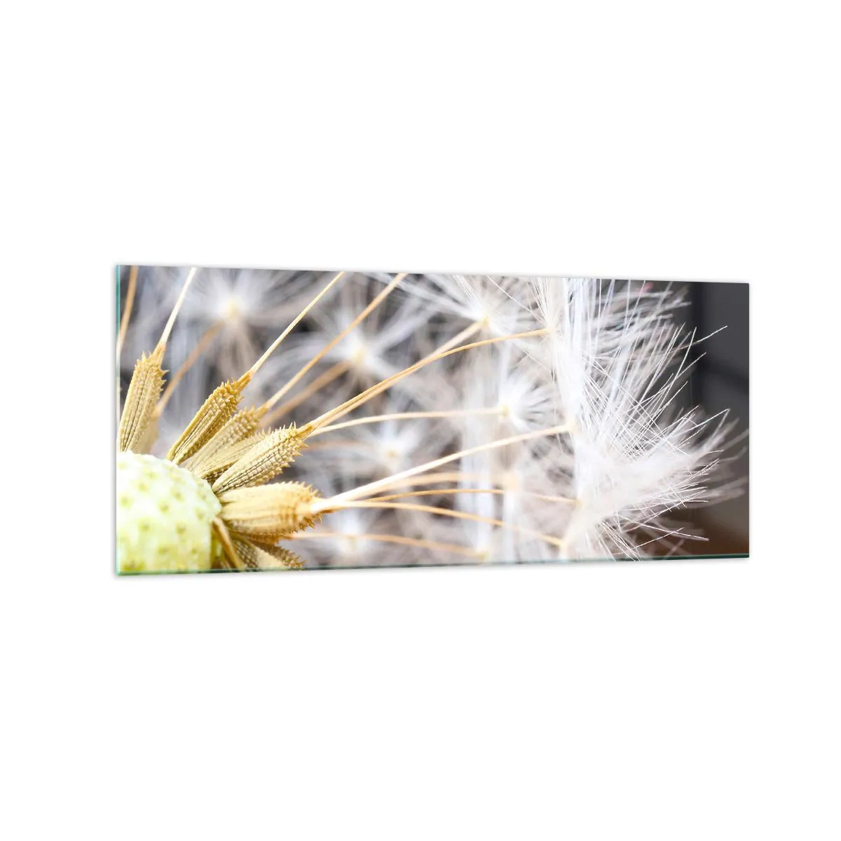 Cuadro sobre vidrio - Impresiones sobre Vidrio - Fotografía macro de un diente de león con semillas delicadas. - 120x50cm - Justo antes de volar - Decoración de pared moderna para salón y dormitorio ARTTOR