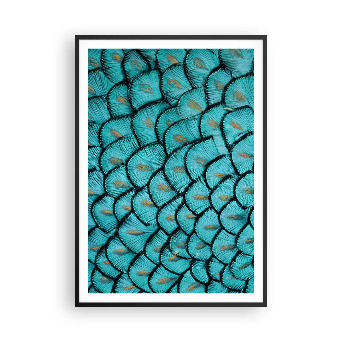 Póster en marco negro - La gran gala de las plumas - 70x100 cm