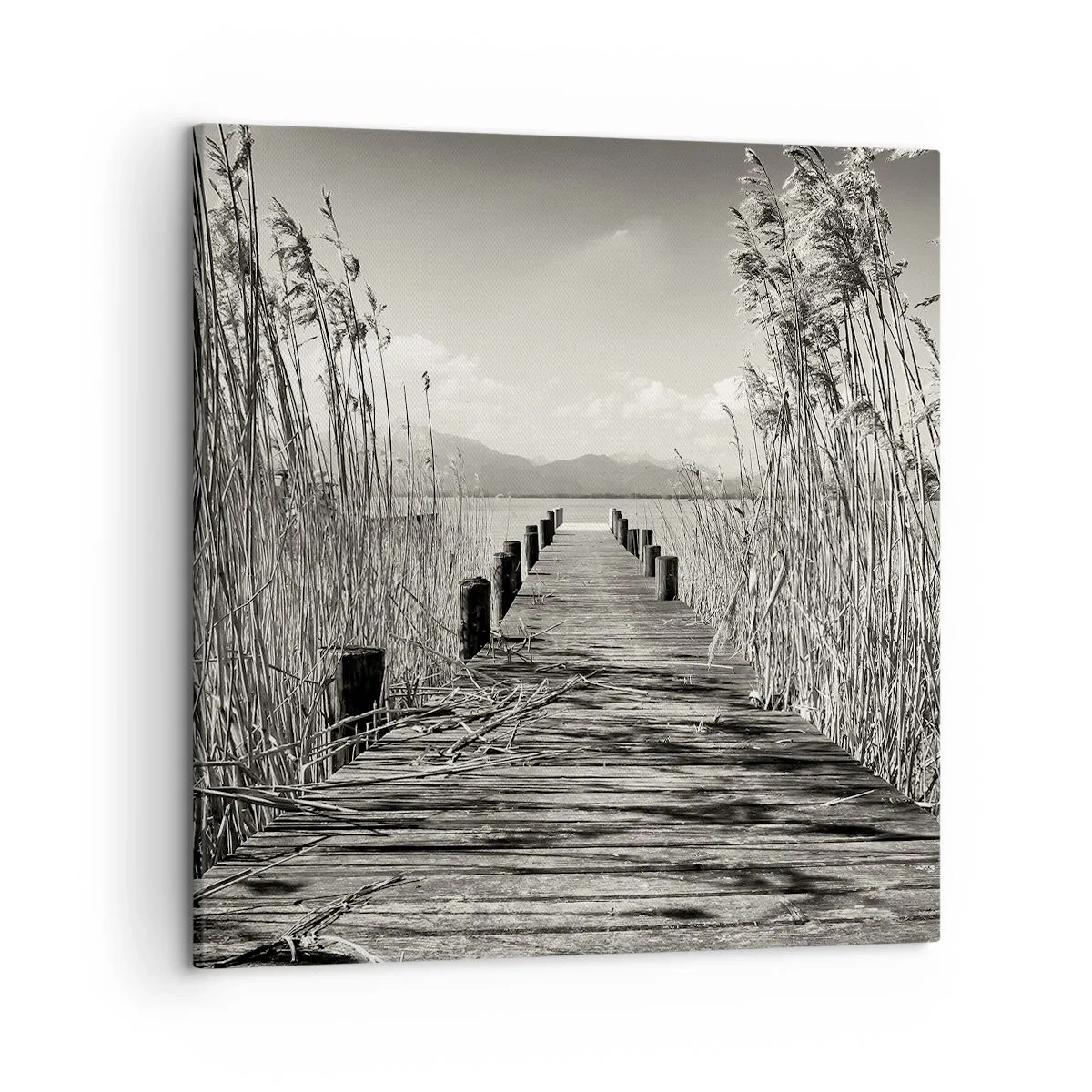 Cuadro sobre lienzo - Impresión de Imagen - En la quietud de los juncos - 50x50 cm