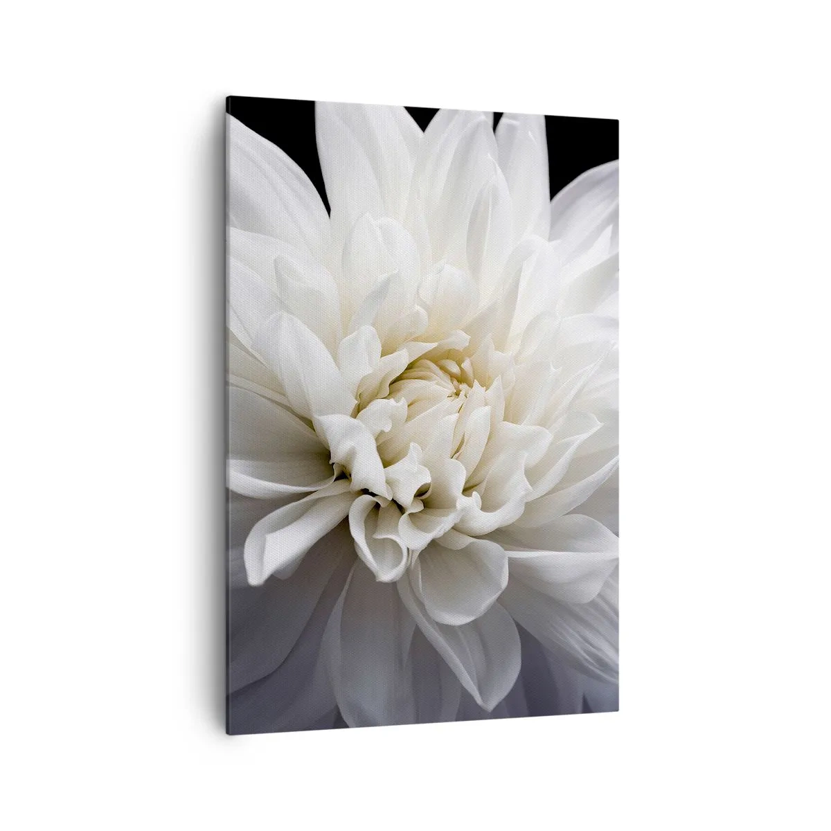 Cuadro sobre lienzo - Impresión de Imagen - Una delicada flor blanca sobre un fondo negro en una elegante composición. - 70x100cm - La novia de la mañana - Decoración de pared moderna para salón y dormitorio ARTTOR