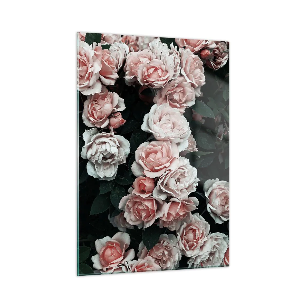 Cuadro sobre vidrio - Impresiones sobre Vidrio - Un primer plano de un ramo de rosas rosadas sobre un fondo oscuro. - 50x70cm - Conjunto de rosas - Decoración de pared moderna para salón y dormitorio ARTTOR