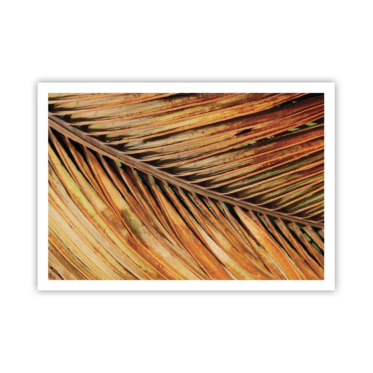 Póster - Primer plano de una hoja de palma seca en tonos cálidos. - 100x70cm - Oro de coco - Decoración de pared moderna para salón y dormitorio ARTTOR
