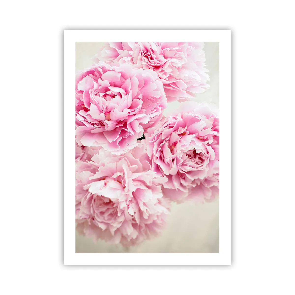 Póster - Un ramo de peonías rosas sobre un fondo claro. - 50x70cm - En el esplendor del rosa - Decoración de pared moderna para salón y dormitorio ARTTOR