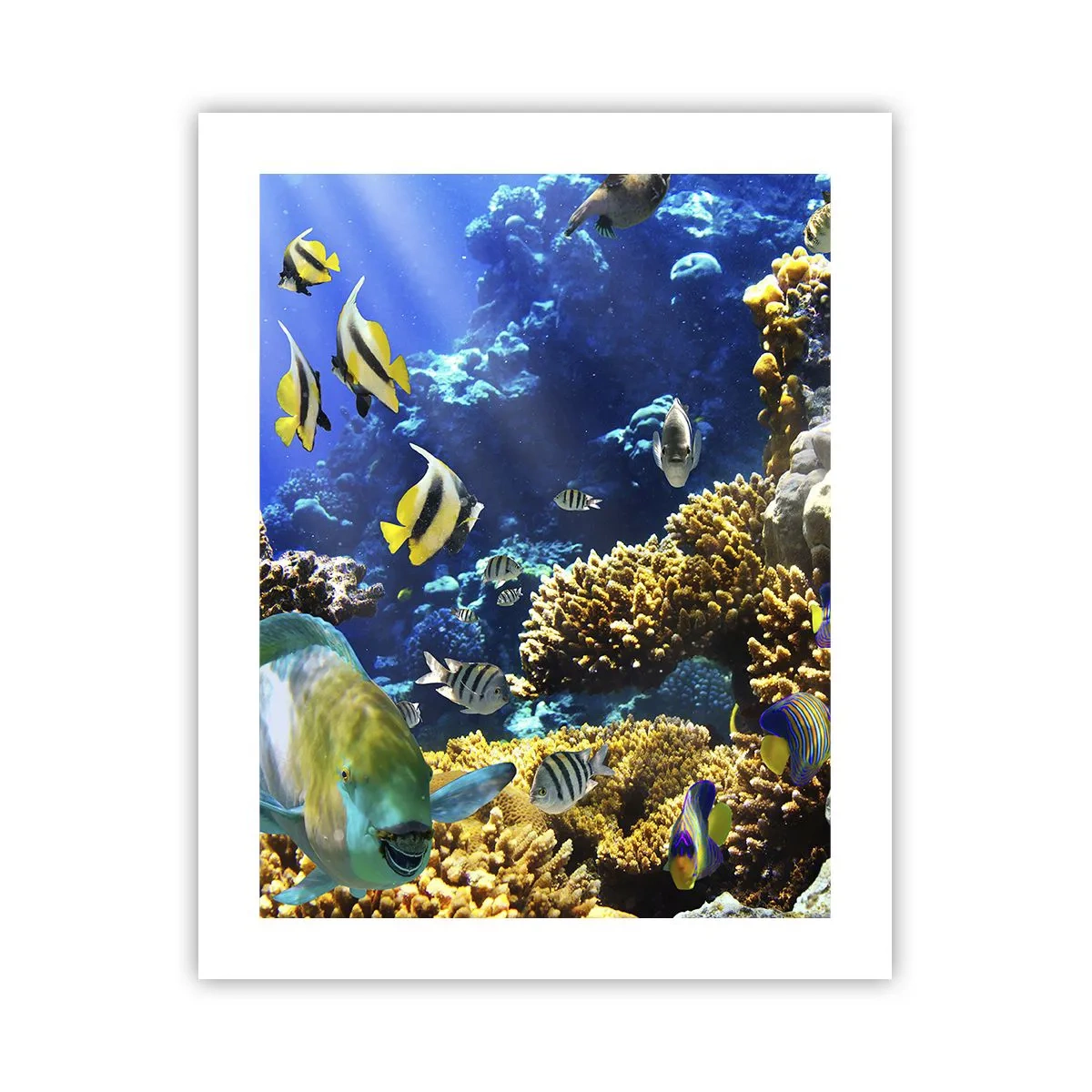 Póster - Vacaciones submarinas - 40x50 cm