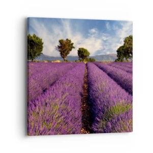 Cuadro sobre lienzo - Impresión de Imagen - Campos de lavanda - 40x40 cm