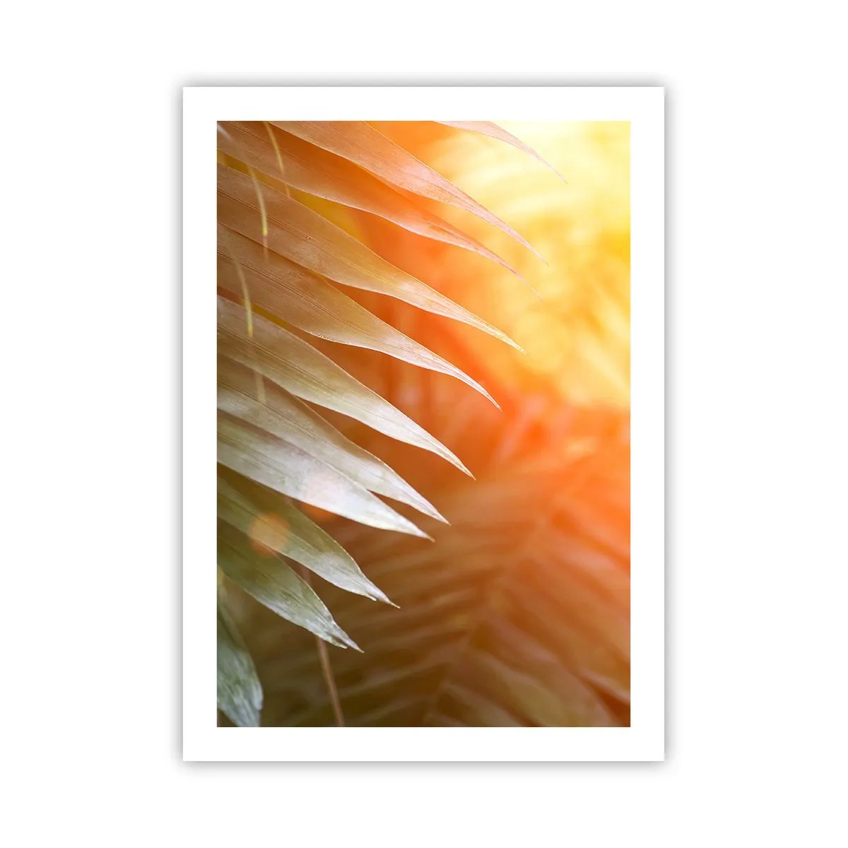 Póster - Hojas de palma a la luz del sol poniente - 50x70cm - Mañana en la selva - Decoración de pared moderna para salón y dormitorio ARTTOR