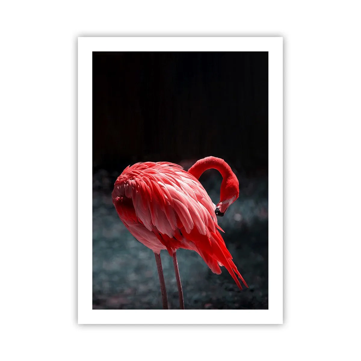 Póster - Un flamenco rojo sobre un fondo oscuro, sutilmente girado hacia sí mismo. - 50x70cm - Un poema carmesí de la naturaleza - Decoración de pared moderna para salón y dormitorio ARTTOR