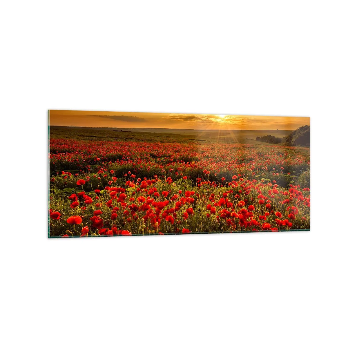 Cuadro sobre vidrio - Impresiones sobre Vidrio - Un campo de amapolas rojas bajo el resplandor del sol poniente. - 120x50cm - Entre los campos de flores - Decoración de pared moderna para salón y dormitorio ARTTOR