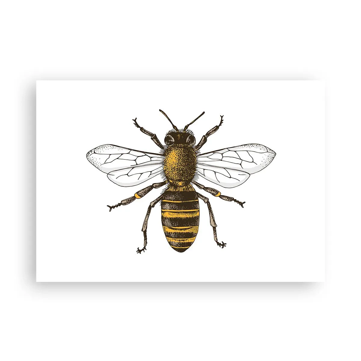 Póster - Ilustración detallada de una abeja sobre un fondo blanco. - 100x70cm - Bondad natural - Decoración de pared moderna para salón y dormitorio ARTTOR