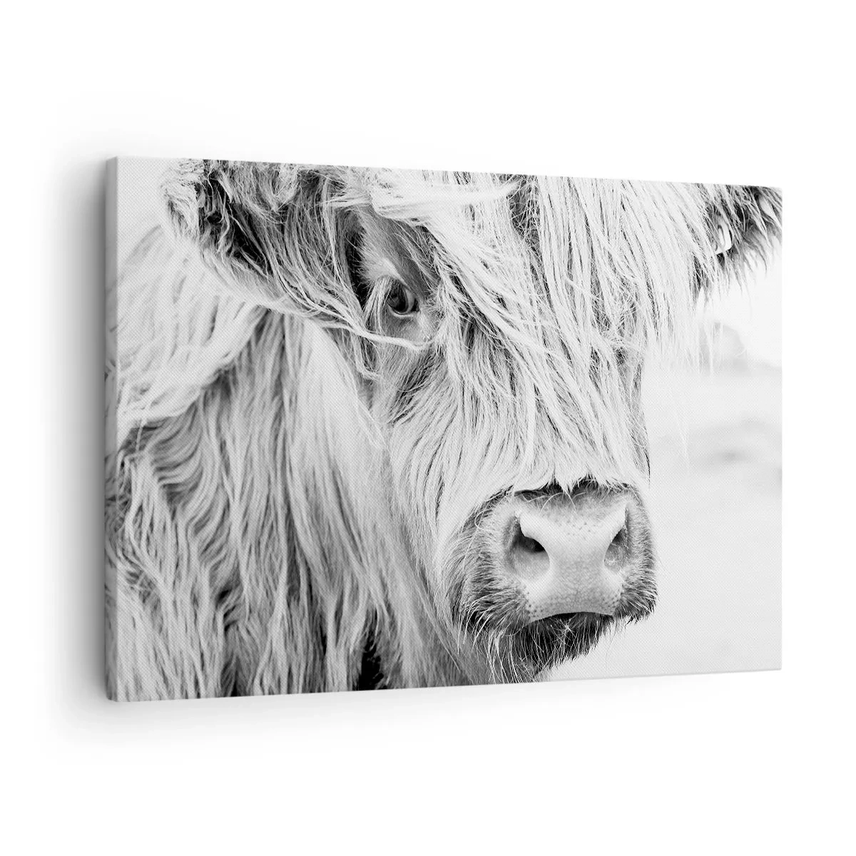 Cuadro sobre lienzo - Impresión de Imagen - Retrato de una vaca escocesa en blanco y negro - 70x50cm - La naturaleza escocesa - Decoración de pared moderna para salón y dormitorio ARTTOR