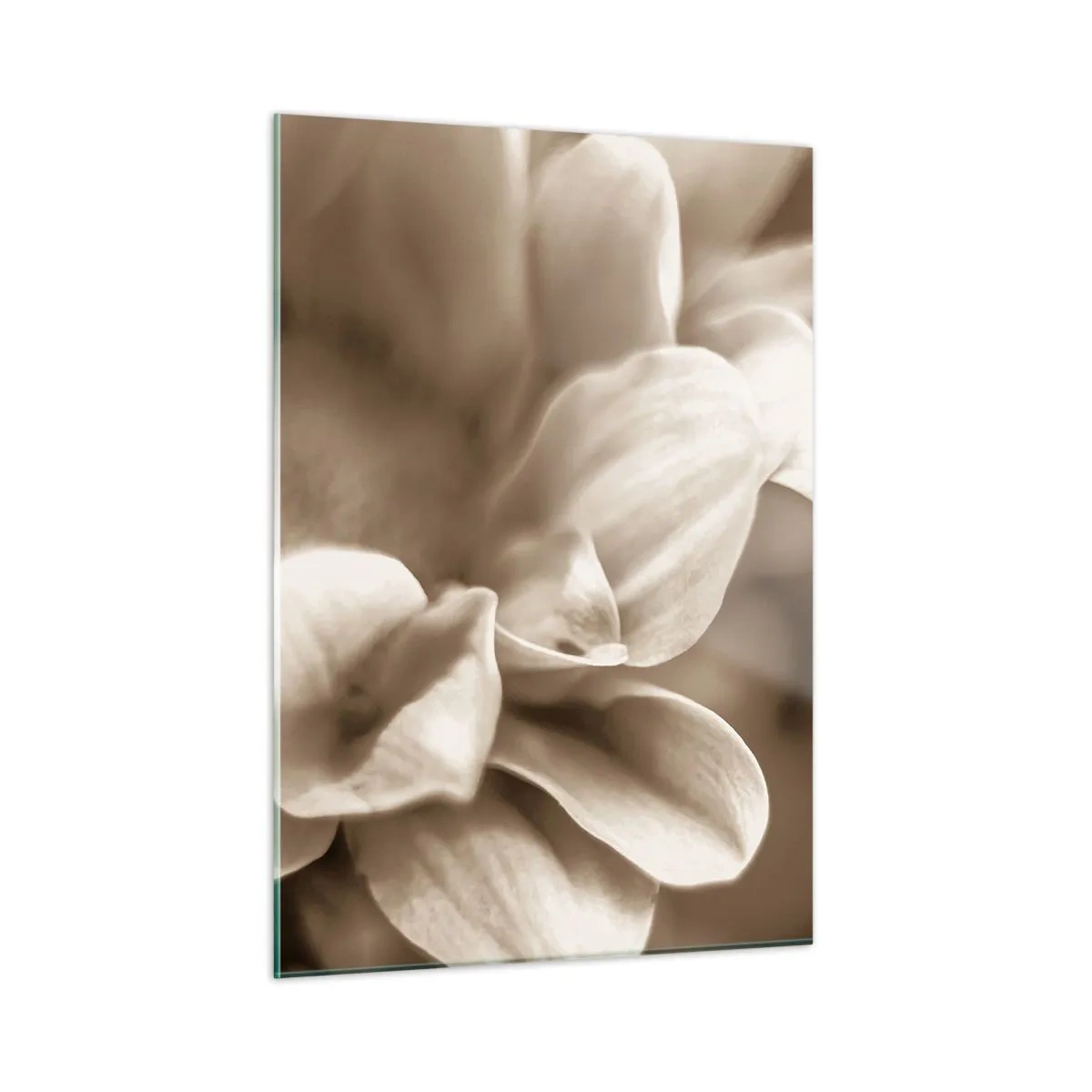 Cuadro sobre vidrio - Impresiones sobre Vidrio - Fotografía macro de pétalos de flores claras en sepia. - 50x70cm - Suave como una sonrisa - Decoración de pared moderna para salón y dormitorio ARTTOR