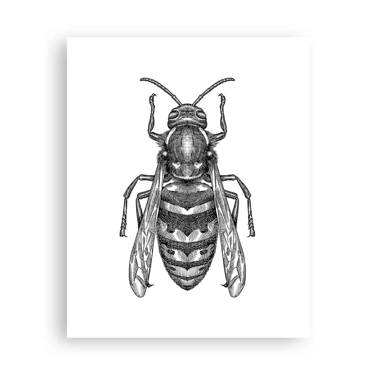 Póster - Desde un planeta de insectos - 40x50 cm