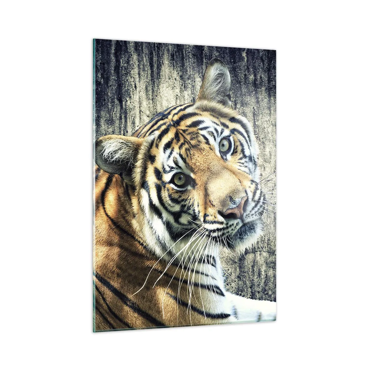 Cuadro sobre vidrio - Impresiones sobre Vidrio - Un tigre en pose natural frente a una pared sin pulir - 50x70cm - Retrato en corrientes de luz - Decoración de pared moderna para salón y dormitorio ARTTOR