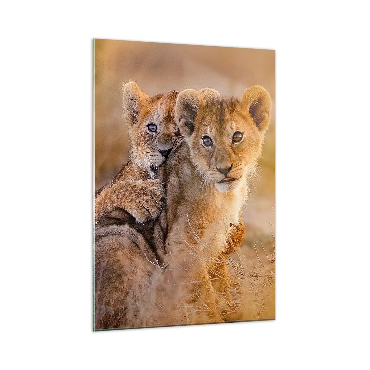 Cuadro sobre vidrio - Impresiones sobre Vidrio - Dos cachorros de león en un entorno natural de sabana. - 50x70cm - ¡No molestar! Nos estamos divirtiendo - Decoración de pared moderna para salón y dormitorio ARTTOR