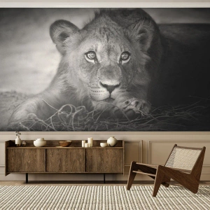 Fotomural Autadhesivo Deluxe Sticker - Un cachorro real - animales, León, En blanco y negro - 500x350 cm