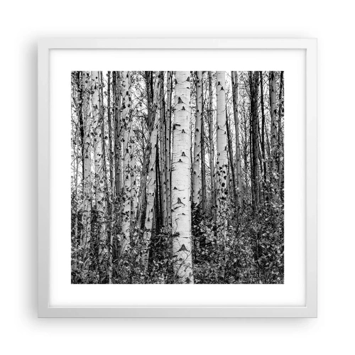 Póster en marco blanco - Columnas de abedules - 40x40 cm