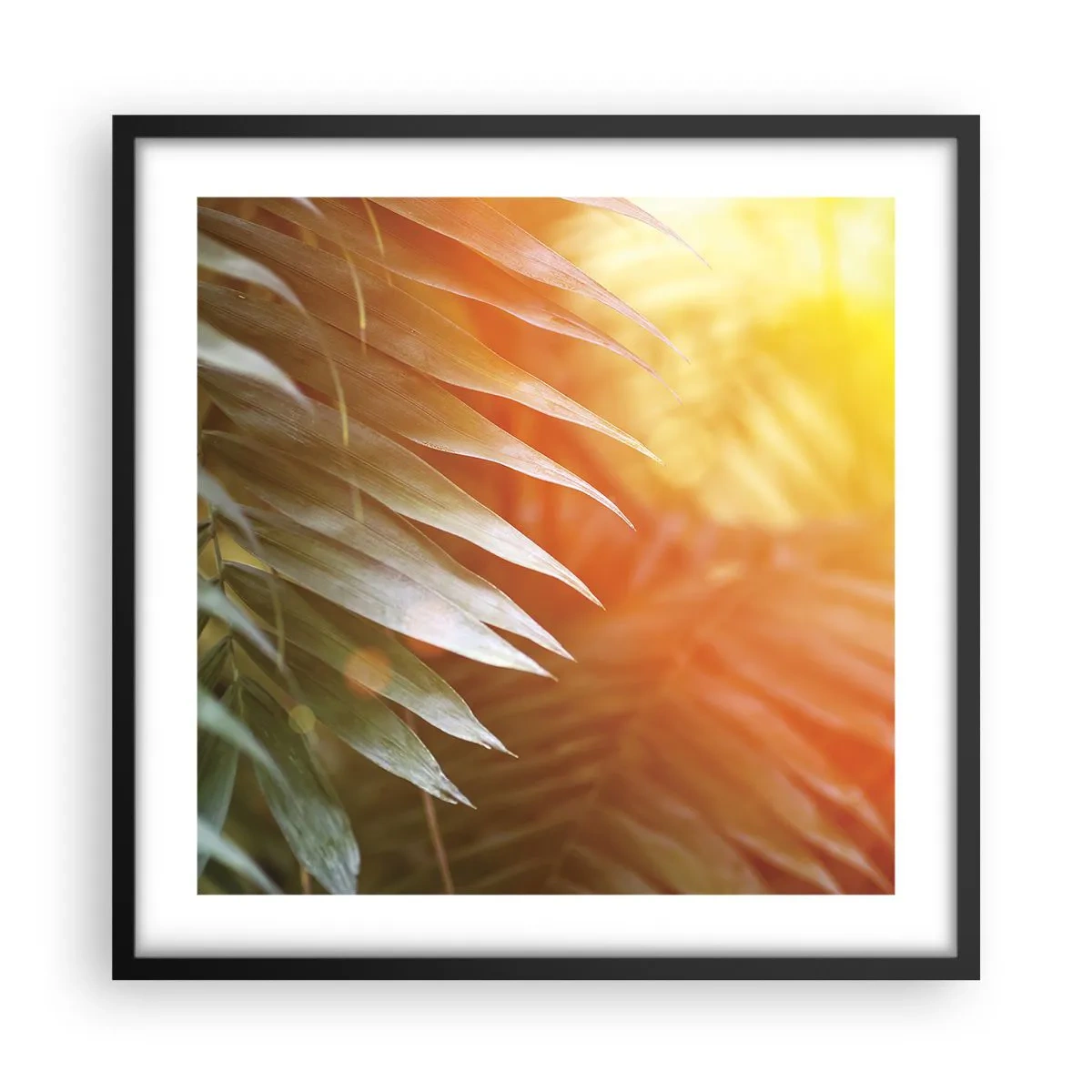 Póster en marco negro - Mañana en la selva - 50x50 cm