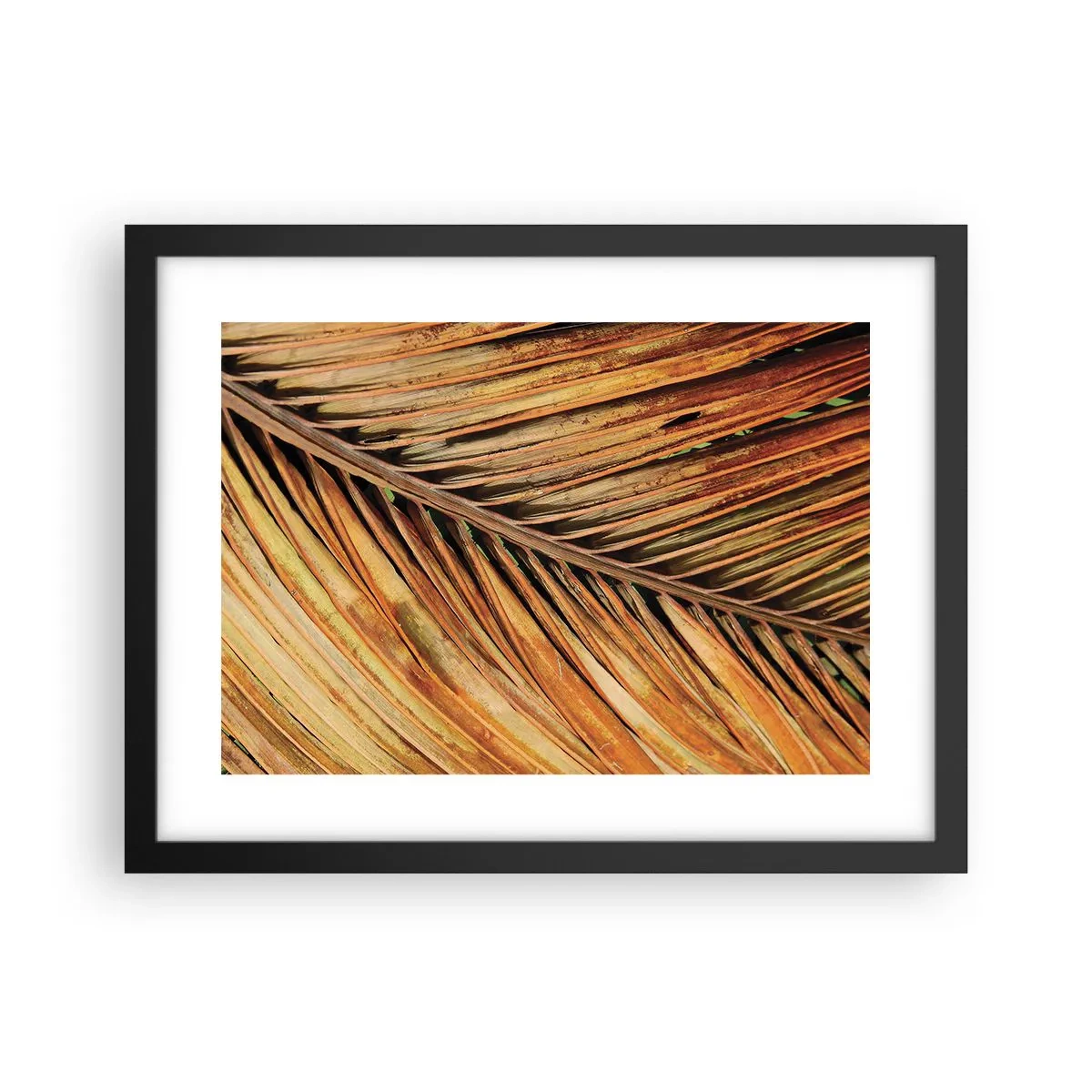 Póster en marco negro - Oro de coco - 40x30 cm