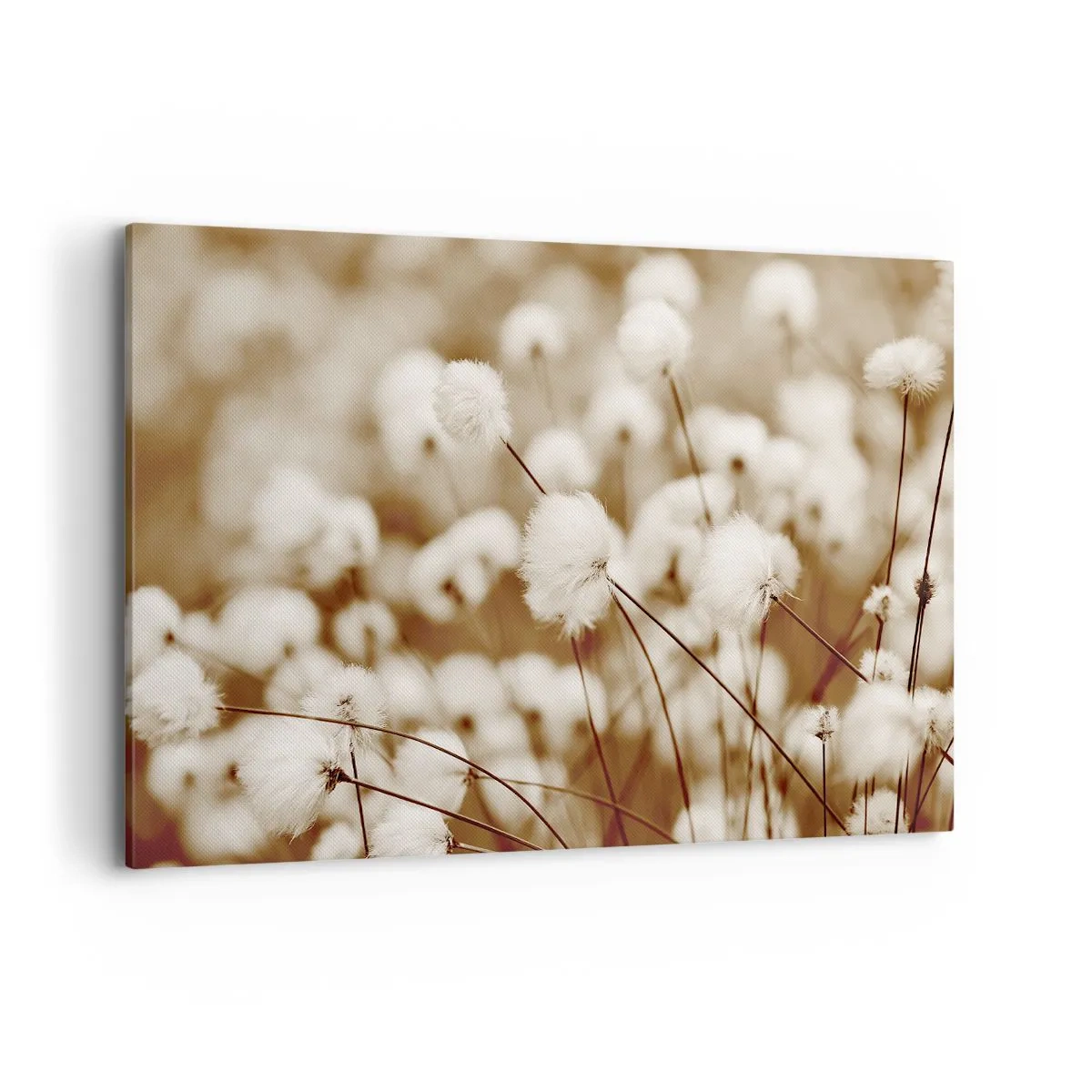 Cuadro sobre lienzo - Impresión de Imagen - Un campo de delicadas plantas en tonos sepia. - 120x80cm - Un mullido colchón - Decoración de pared moderna para salón y dormitorio ARTTOR