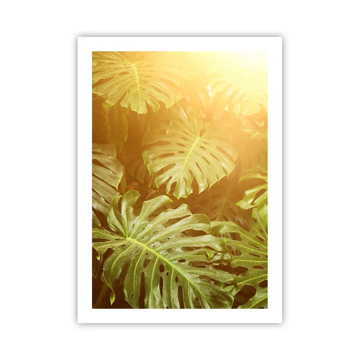 Póster - Las hojas de Monstera bajo los rayos del sol crean una atmósfera tropical. - 50x70cm - Hacia el verdor... - Decoración de pared moderna para salón y dormitorio ARTTOR