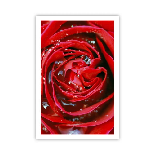 Póster - En gotas de rocío - 61x91 cm