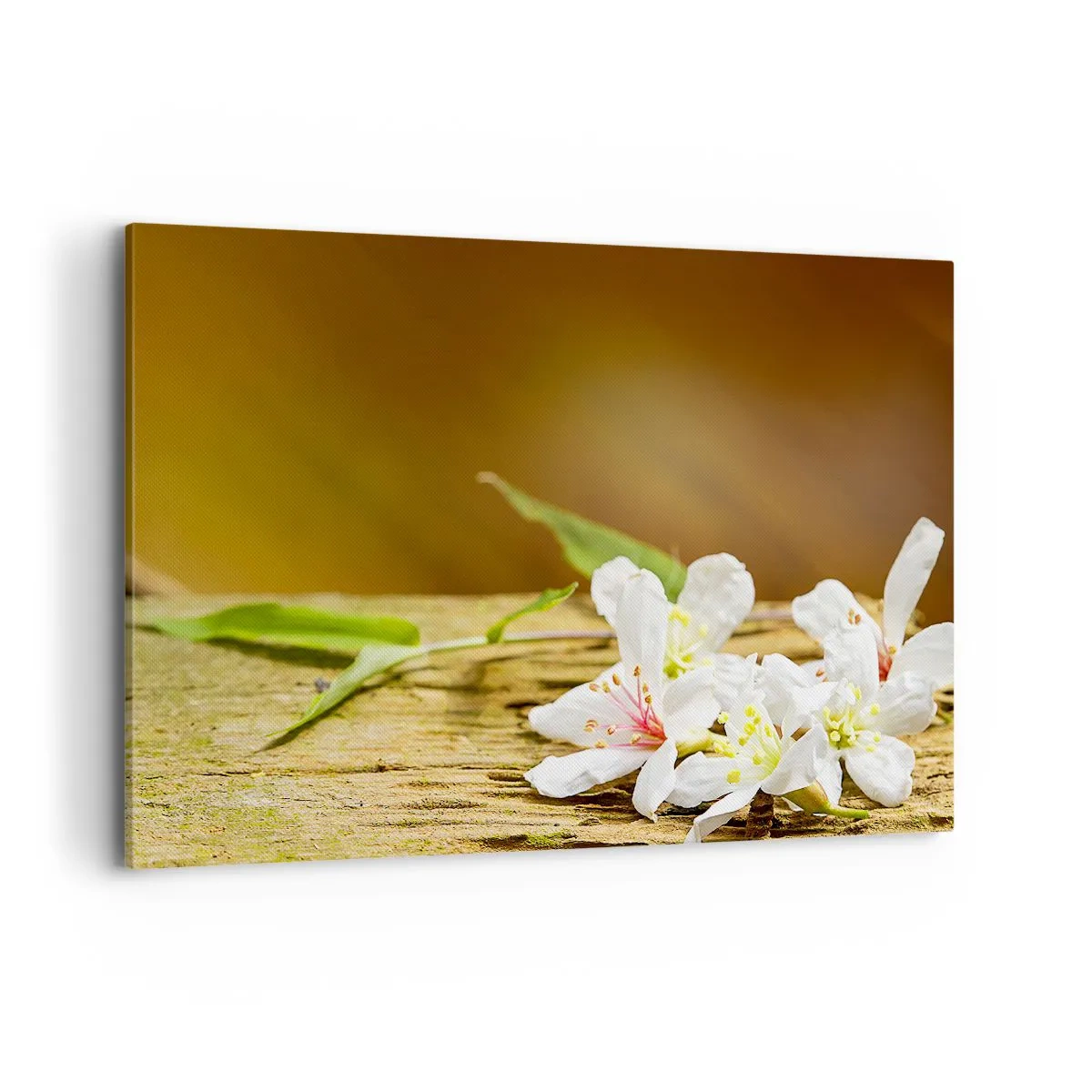 Cuadro sobre lienzo - Impresión de Imagen - Flores blancas sobre un fondo de madera con luz natural. - 120x80cm - Una promesa inocente - Decoración de pared moderna para salón y dormitorio ARTTOR